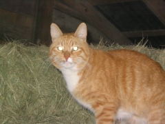 photo of barn cat Frodo