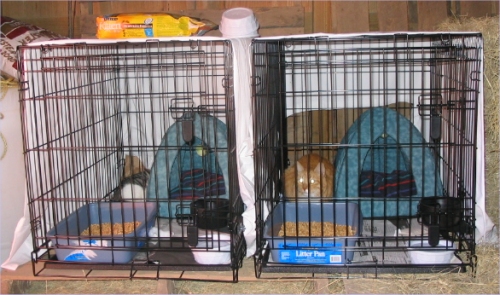 photo of two cats in confinement cages